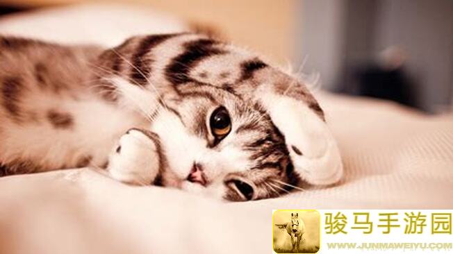 猫之城快速升级攻略揭秘！新手必看，轻松秒变战神！