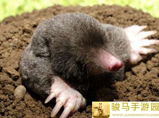 鼹鼠同行奇遇记！森林之家物件大征集，快来发挥你的创意，开启奇幻之旅吧~