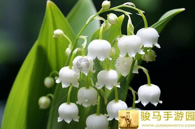 铃兰之剑：为这和平的世界Wiki揭秘：截颅弯刀武器攻略与搭配技巧大公开！