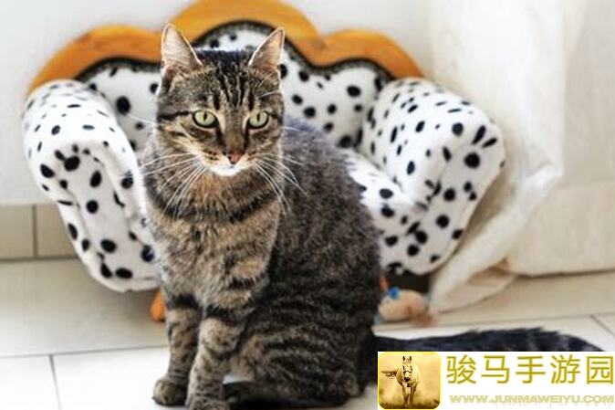 猫之城最肉坦克赛道终点全攻略！新手必备技巧轻松拿高分