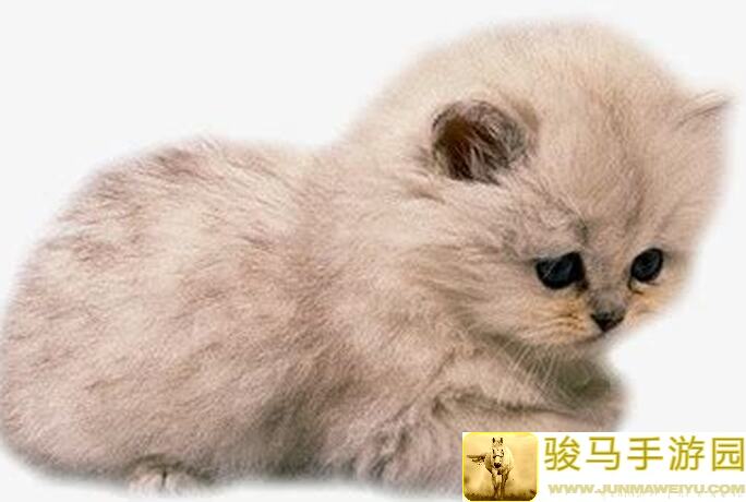 猫之城复活2.0：灵魂画手教你如何秒变战神，攻略全攻略汇总大揭秘！