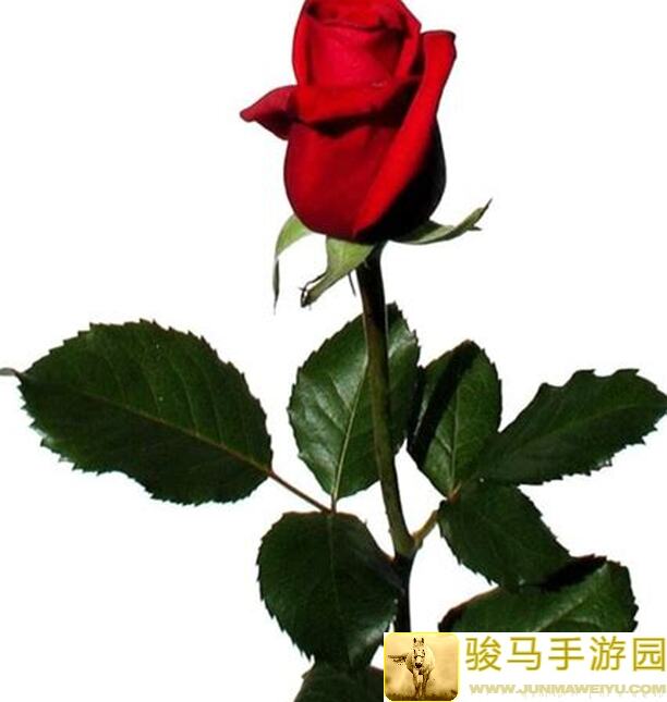 白荆回廊烙痕评测：月光下揭秘，镜中月光下的告解玩法全解析！