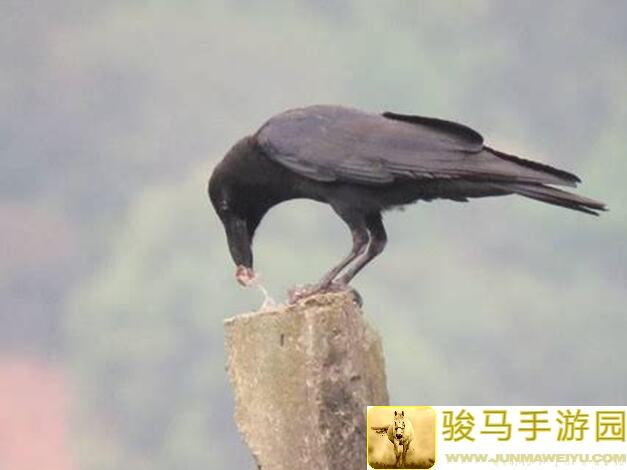 乌鸦之霜：火、电、毒合成材料全揭秘！速成秘籍分享